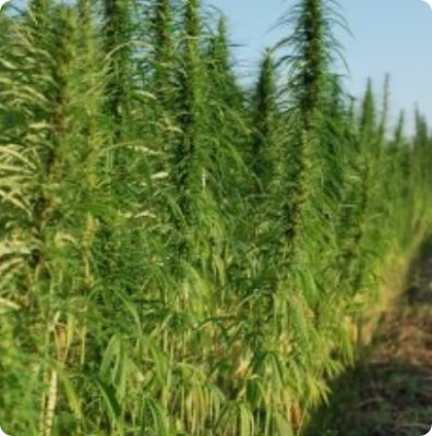 Streit um den THC-Grenzwert: Ist 0,3 Prozent für Nutzhanf zu niedrig? - 