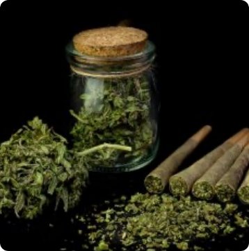 Streit um den THC-Grenzwert: Ist 0,3 Prozent für Nutzhanf zu niedrig? - 